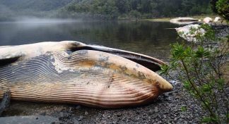 Directora del Centro Científico Huinay analiza masiva muerte de ballenas barbadas en la Patagonia