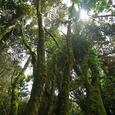 parque bosque fray jorge