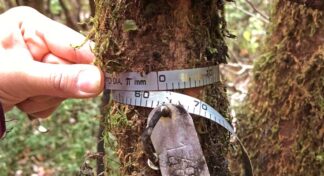 Medición de bosques en parcelas permanentes con 10 años de antigüedad en Senda Darwin